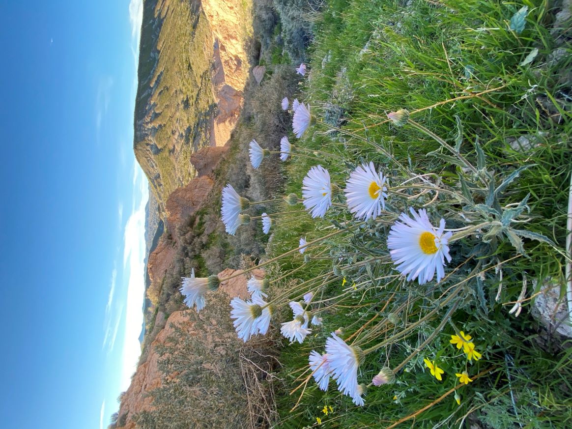 Mojave Woodyaster at Red Rock Canyon Desert State Park, January 2026